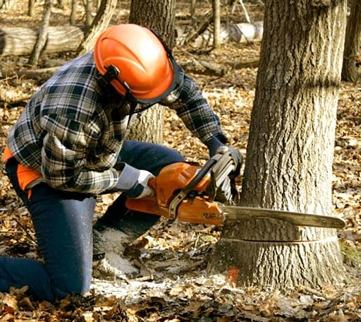 Tree Removal in Chandler, IN